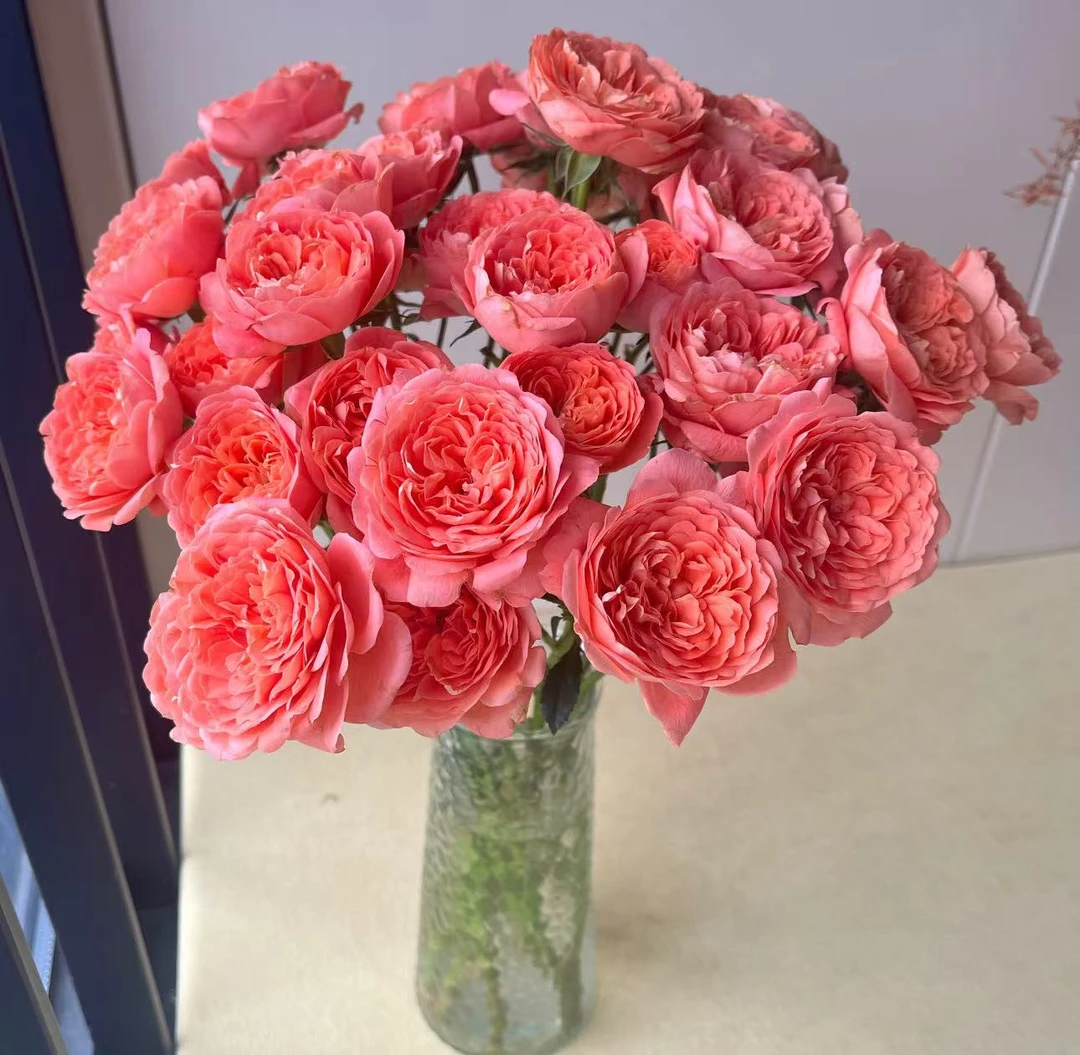 【桃红果汁玫瑰】云南优选鲜切花昆明基地直发家用花