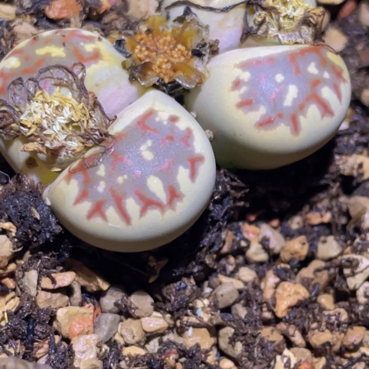 15558888888888888888