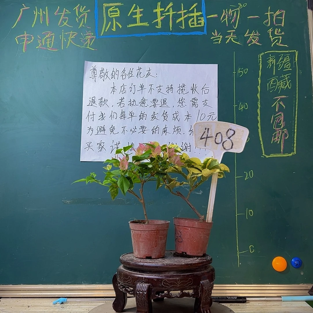 当前无花栽培后可以开花暗斑水晶掌中宝 橙冰掌中宝 408