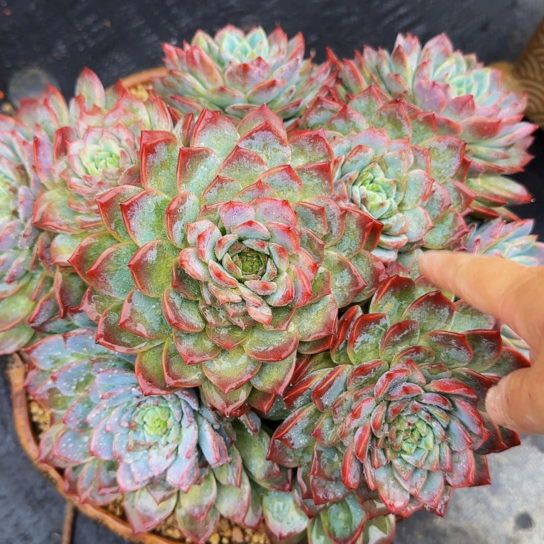 小***狸呃呃嗯嗯哦哦哦啊听我妈