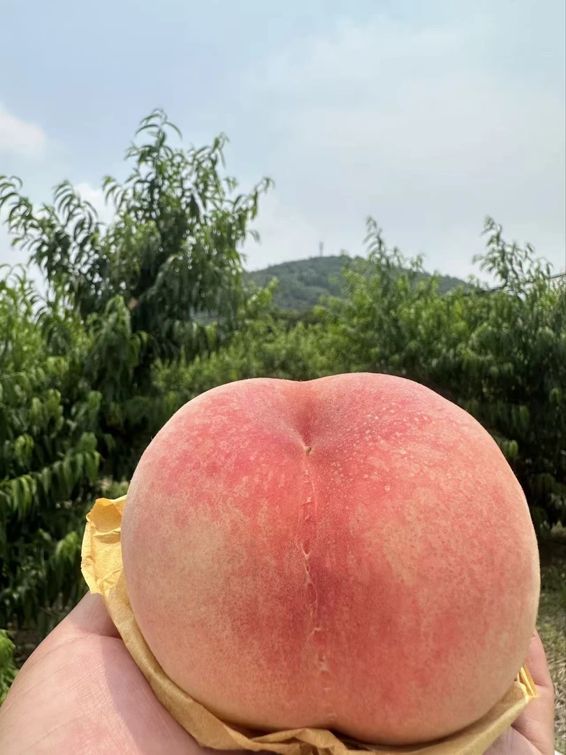 正宗阳山水蜜桃爆汁3-4两8个装自种现摘甄选礼盒坏果包赔抖音商城