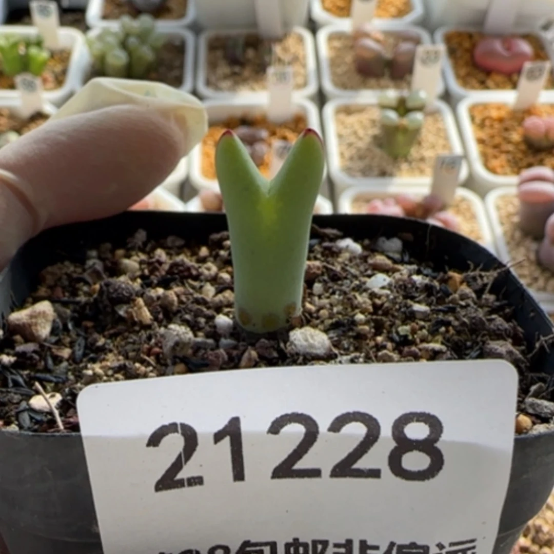 【闪购商品】青**思21228