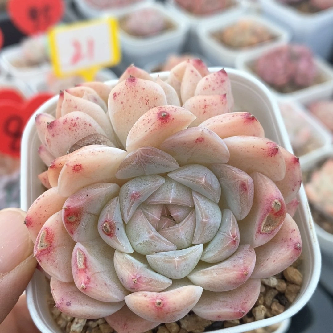 精品多肉一物一拍不包整16