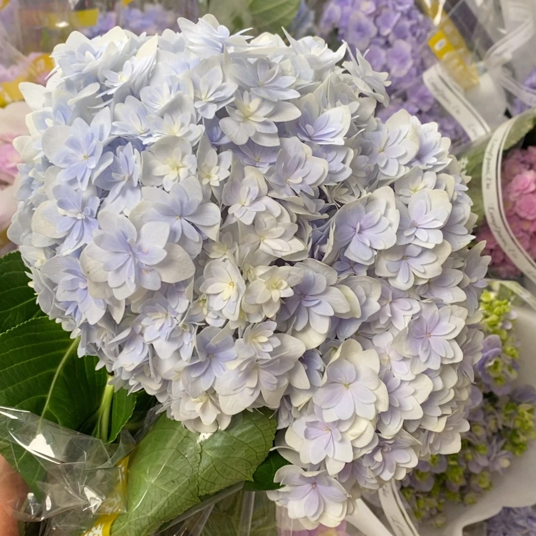 10号 2支绣球/有色差介意勿拍/3单冷链包邮/偏远补15发德邦