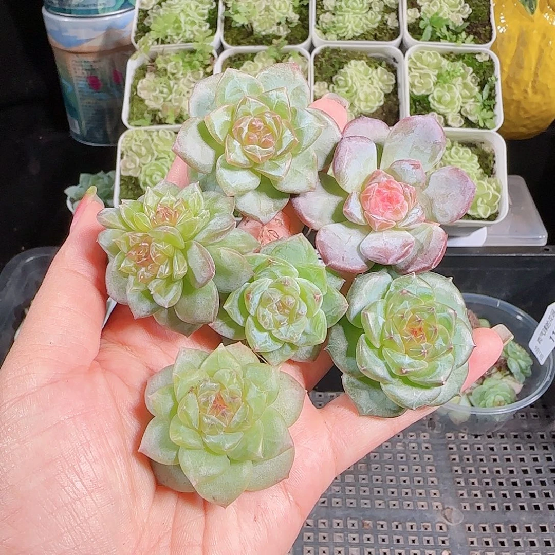 0913---120糖心珍妮