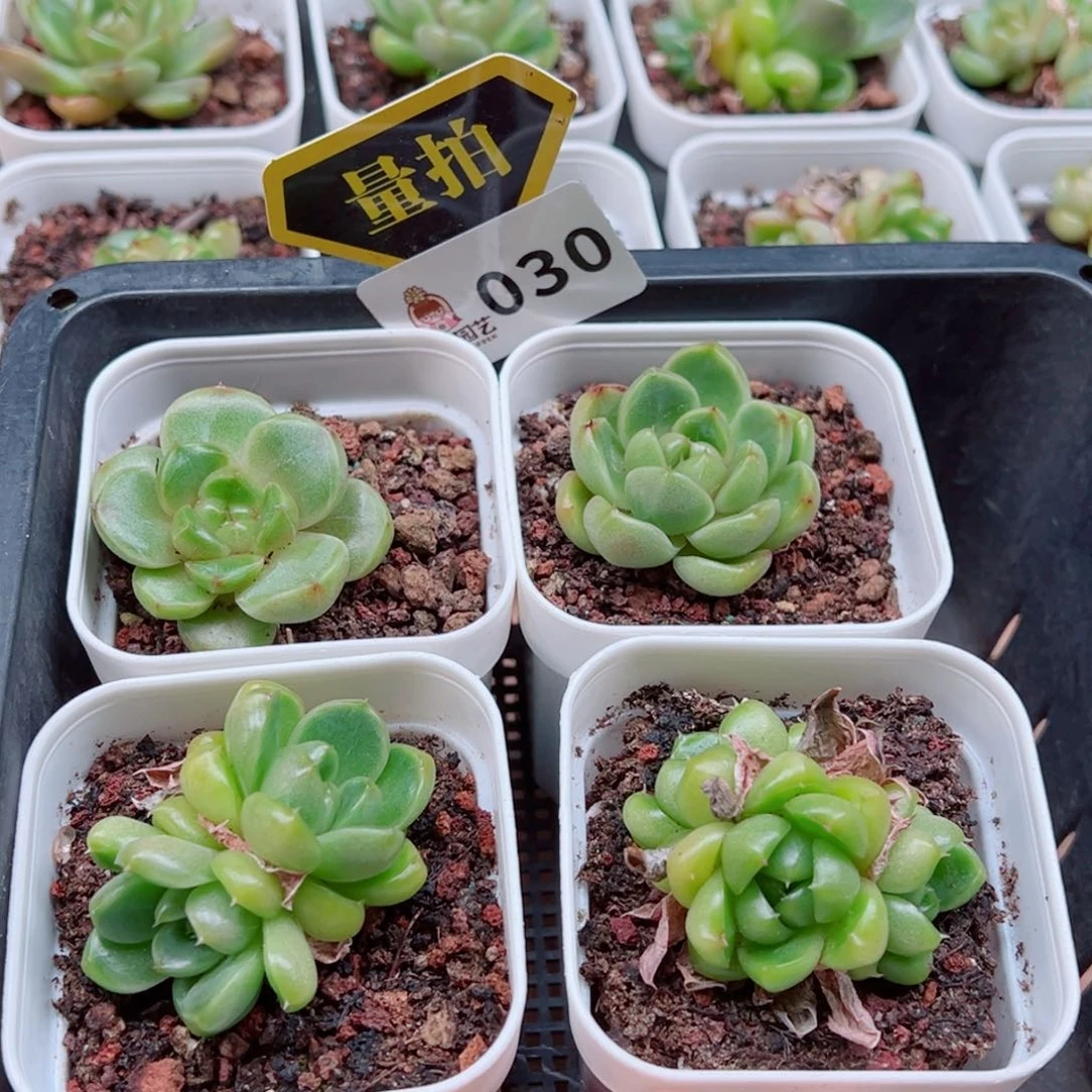多肉植物多肉植物