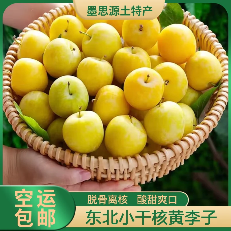 东北特产晚黄李子香蕉李子酸甜多汁果肉细腻饱满水润2/3/5斤空运