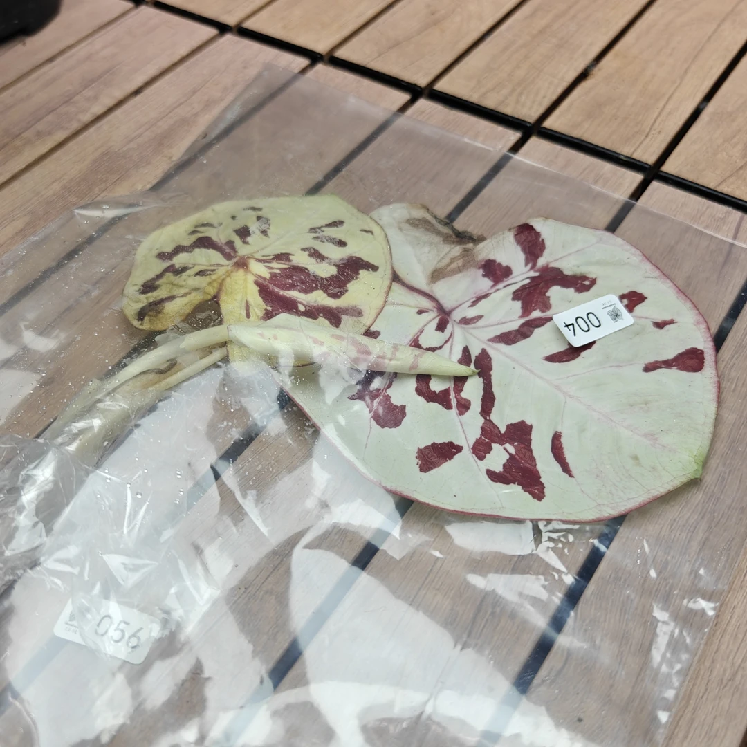 004泰彩伊甸园 直播一物一拍
