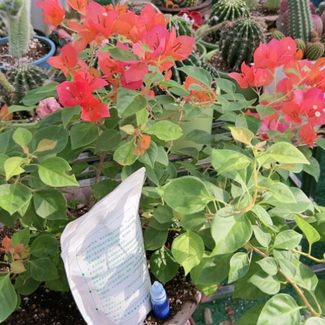 【闪购商品】营养鲜花绿植龅牙粗壮杀菌