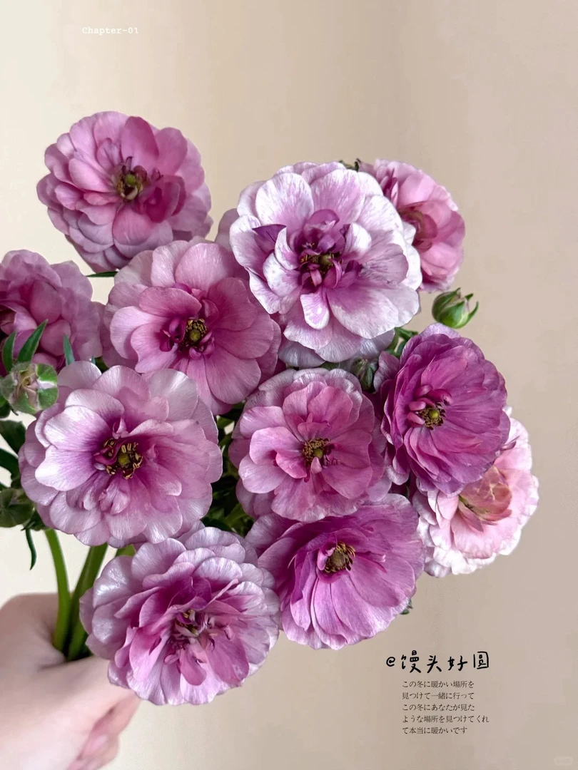 婵之语优选 乌梅子酱蝴蝶洋牡丹