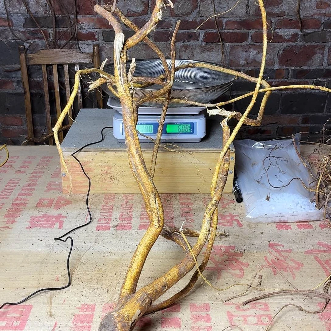 ****中国大陆广西野生五指毛桃鲜货