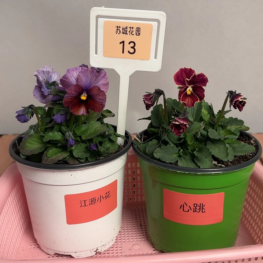 大部分开放少量花苞13