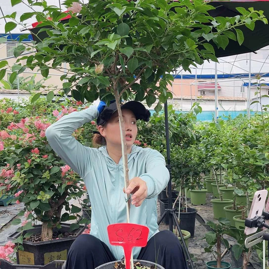 可****大部分花苞少量开放S62卡亚塔