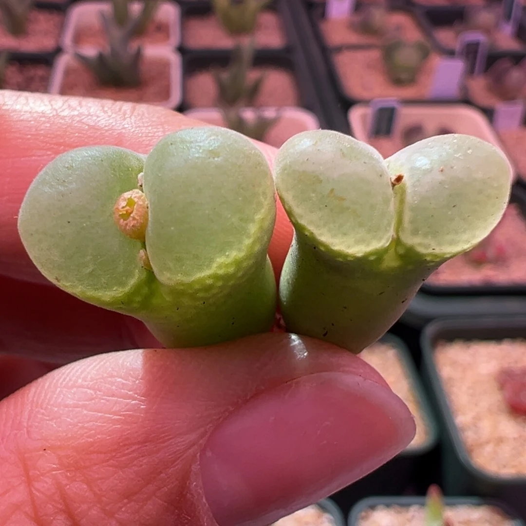 397。托马斯8号绿眼睛风铃