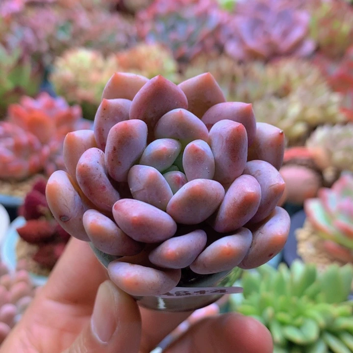 一物一拍含盆土满38包邮A614