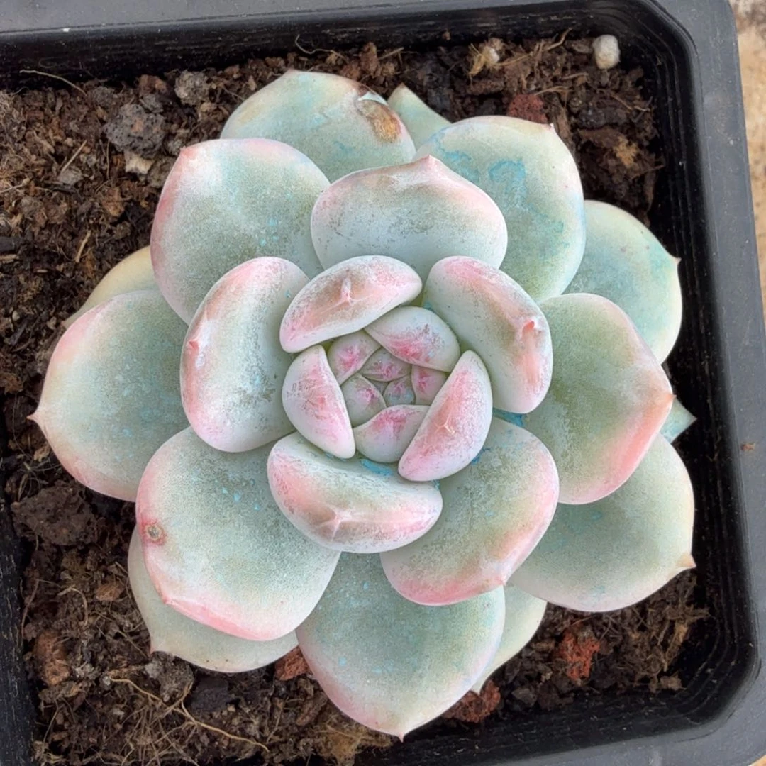 橙梦露锦腹轮锦一刻的