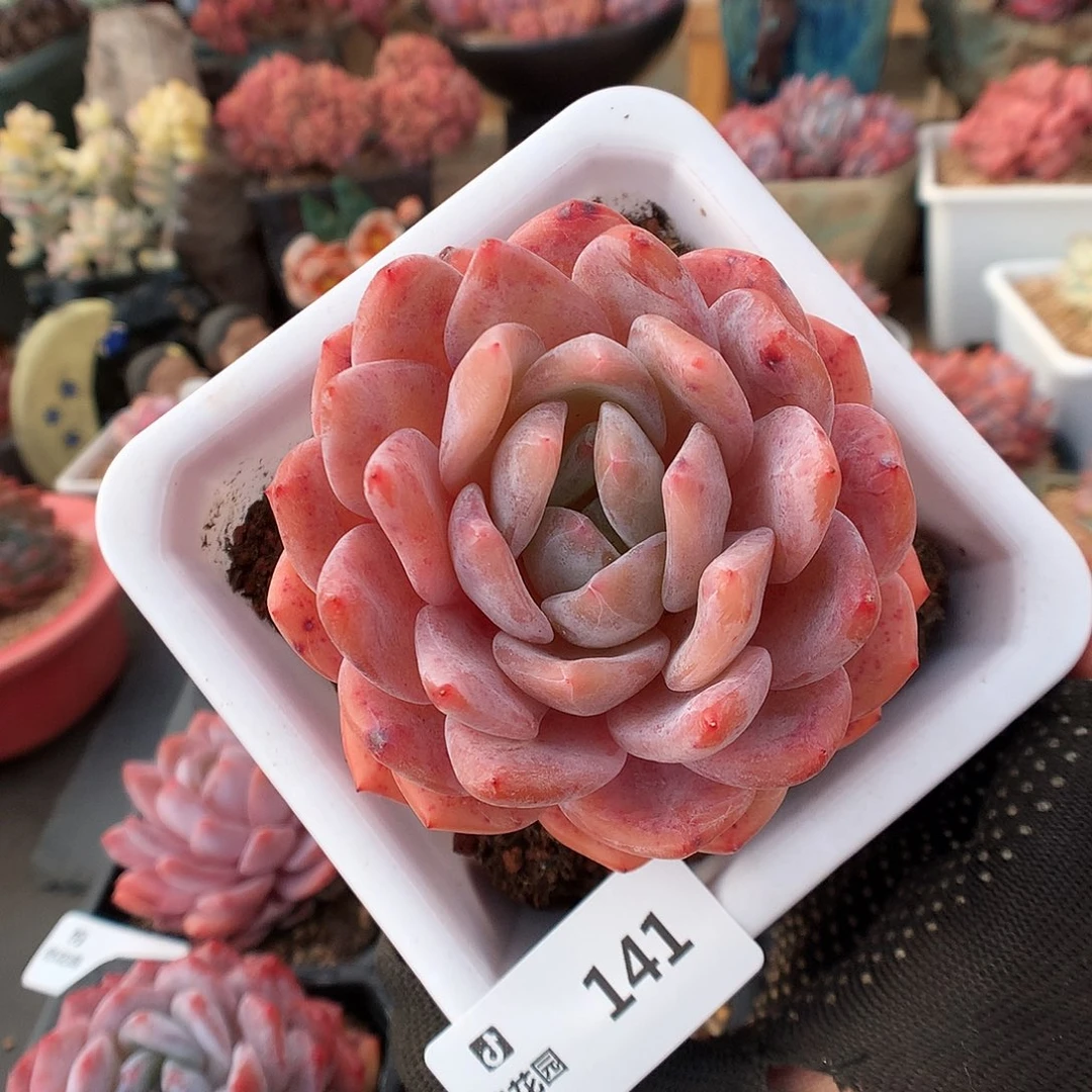 141宽橙多肉植物6336