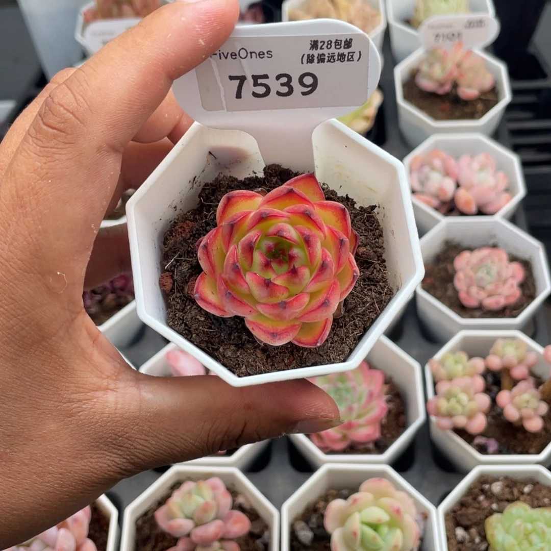 7539月亮石4.0厘米