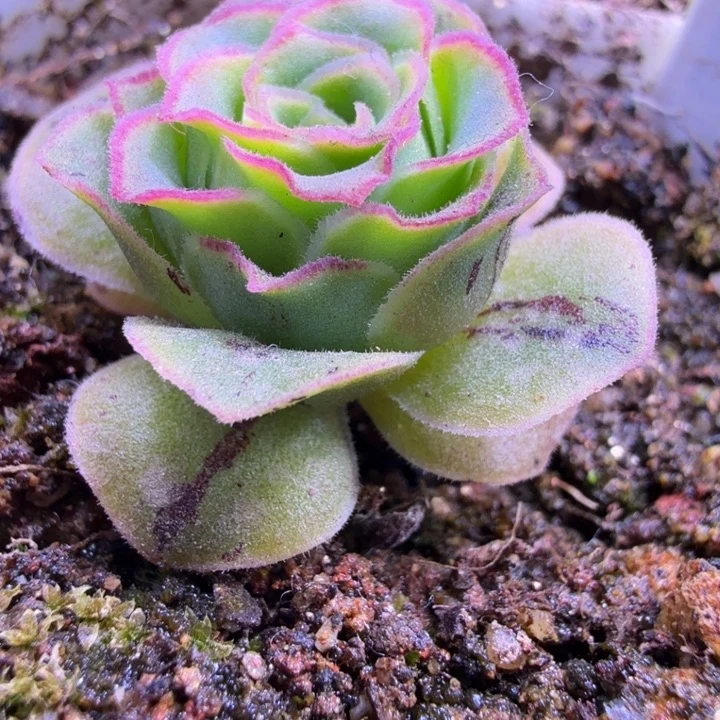 杨杨652  4w纯爱x龙母等