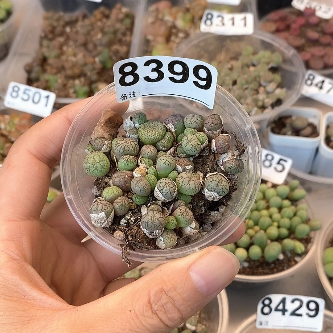 8399猴脸荧光玉盘