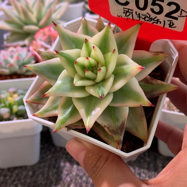 野生玛丽亚覆轮锦有根