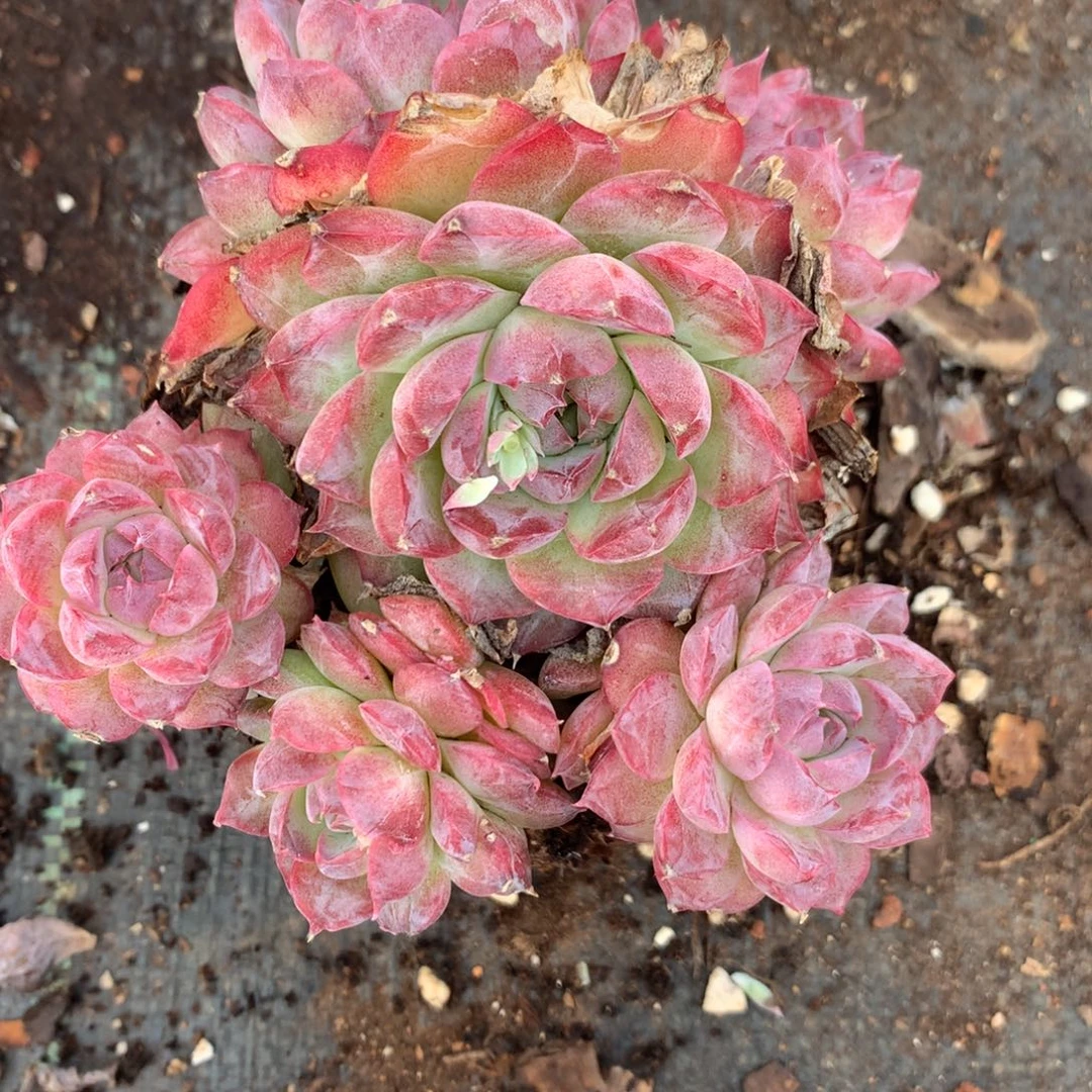 期*3622杂交精品基地11厘米