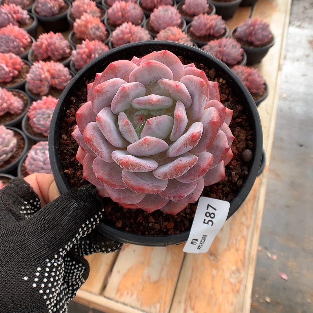 587星橙多肉植物666