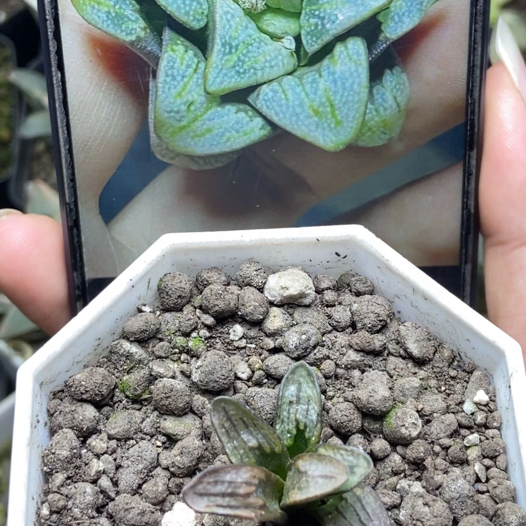 是是是是是是是是是寿