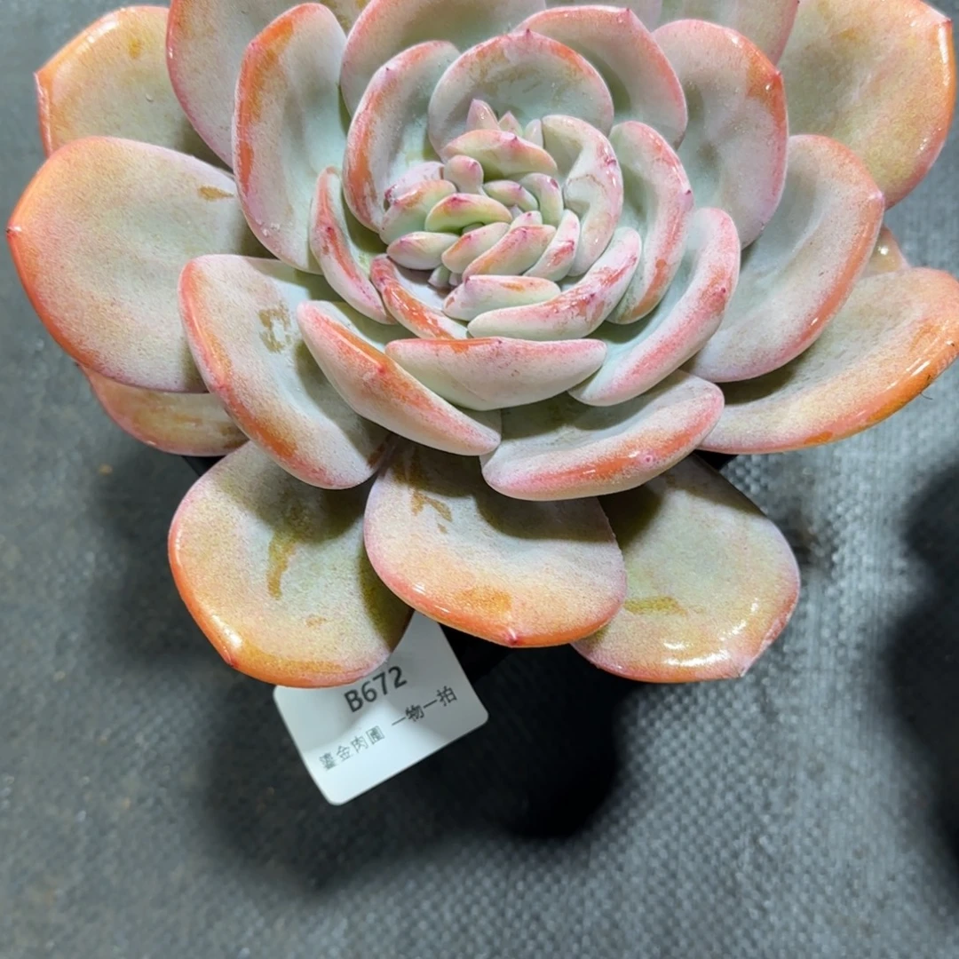 家***贝B672单头分心奶茶