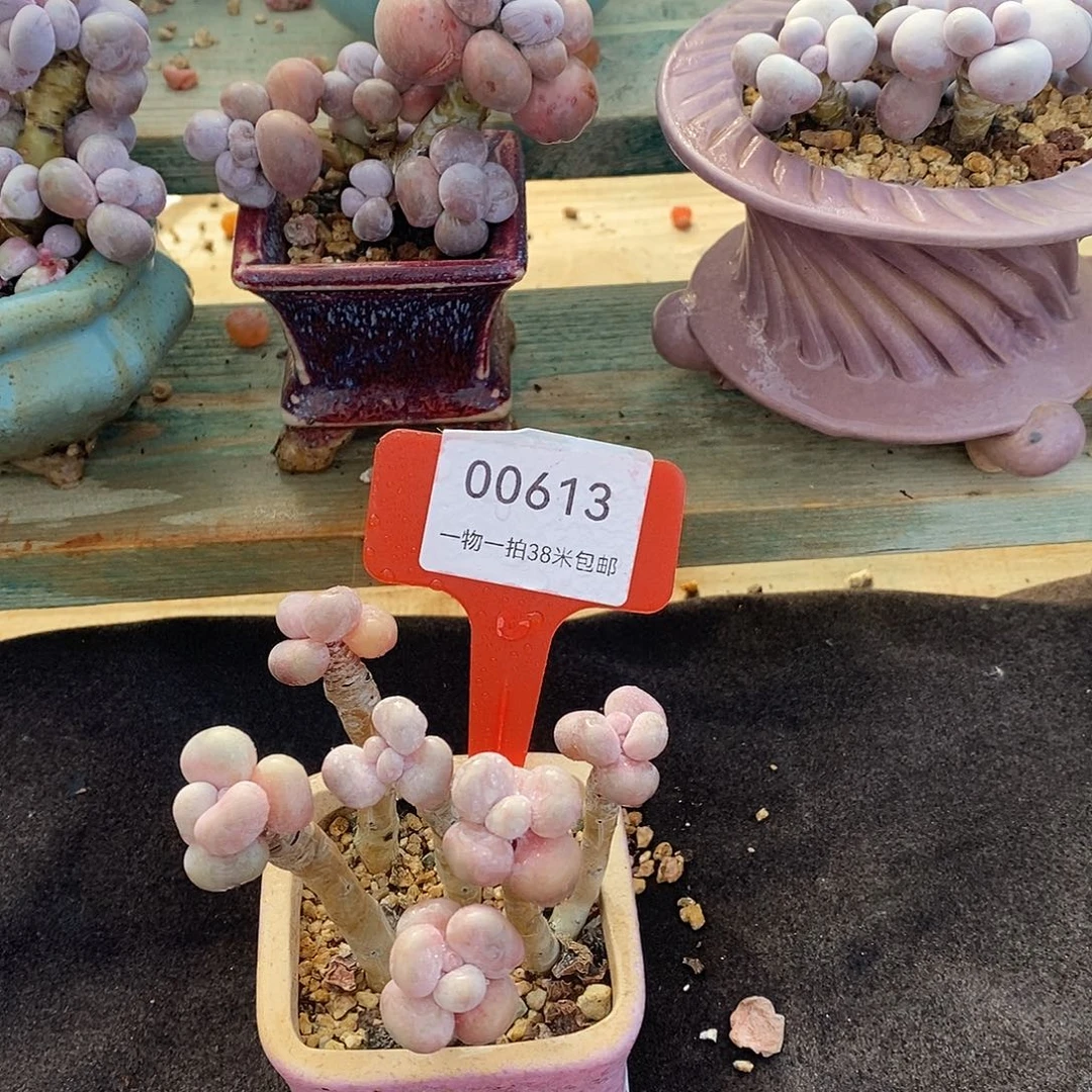 婆哦璐璐天一说咯OK