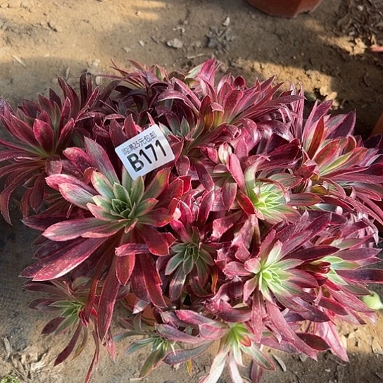 招*喵一颗多肉法师植物