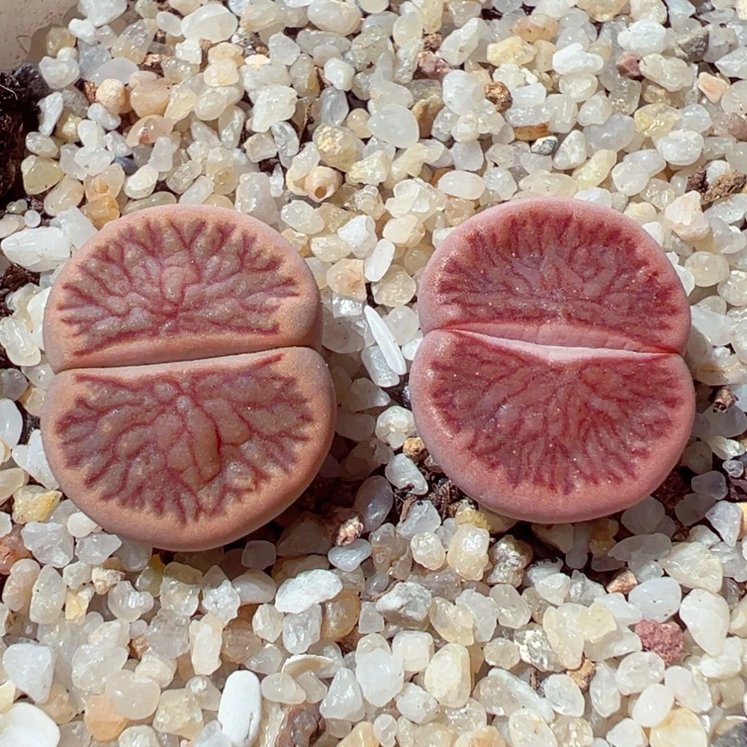 1202-293巴里红菊