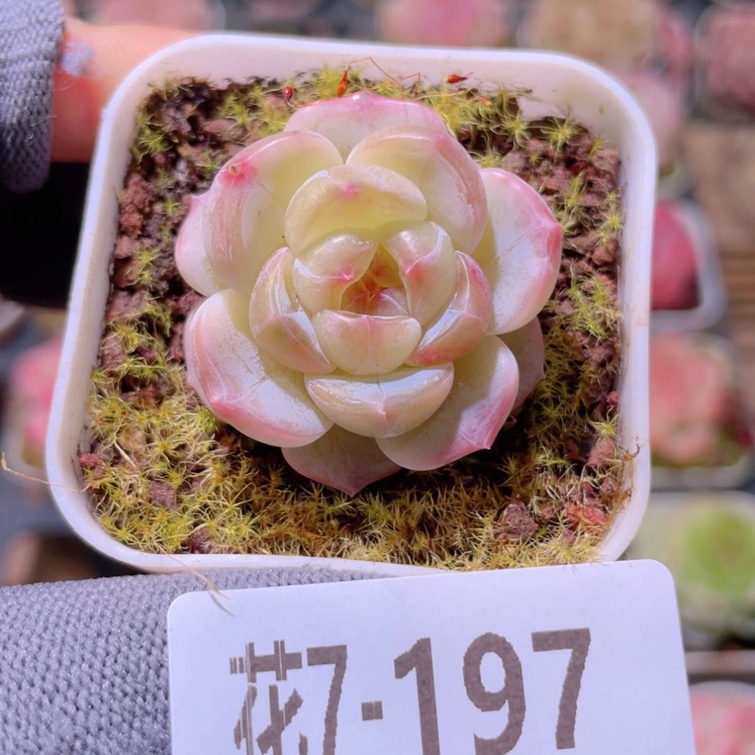 花利美 7-197福利珍妮