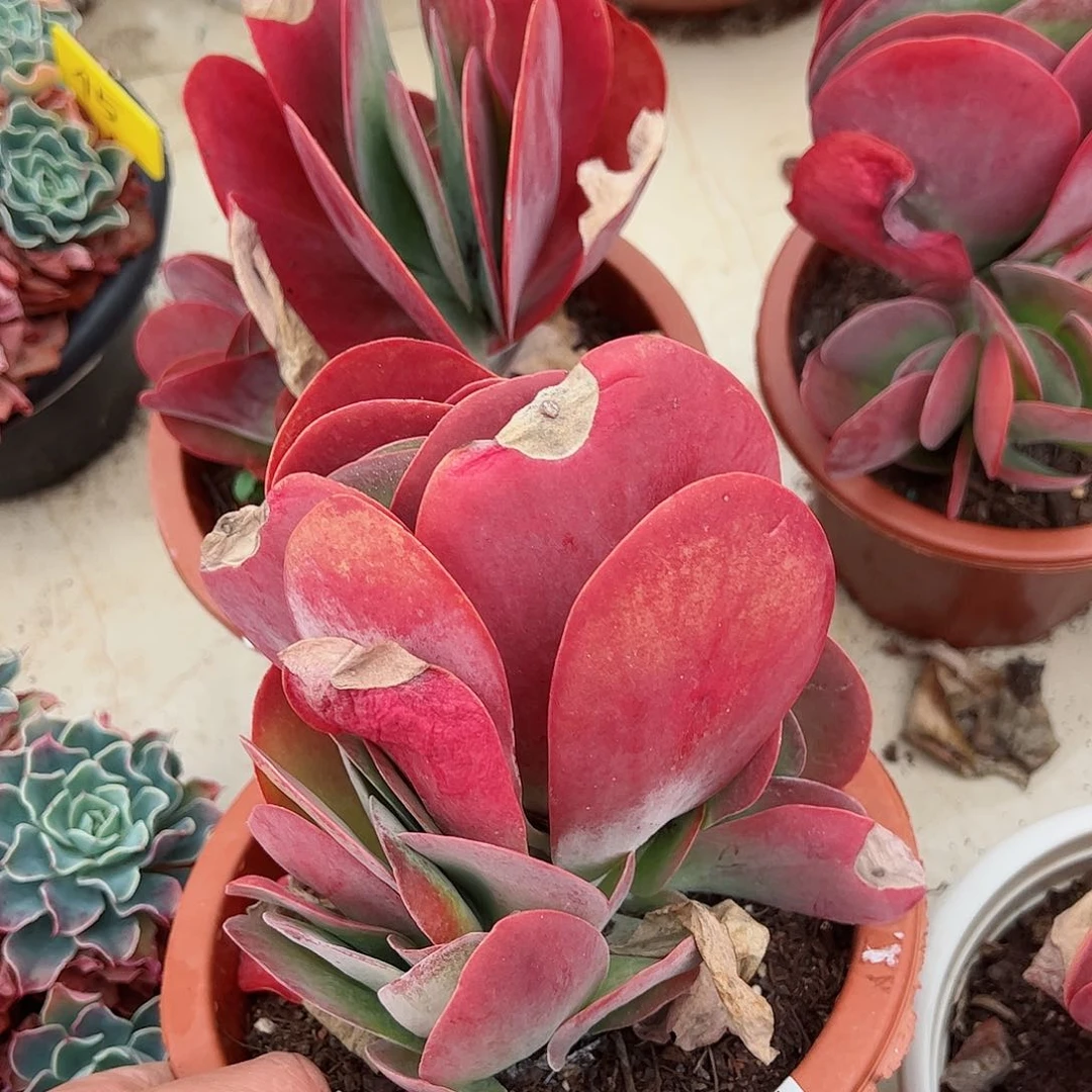 唐印单头带仔多头