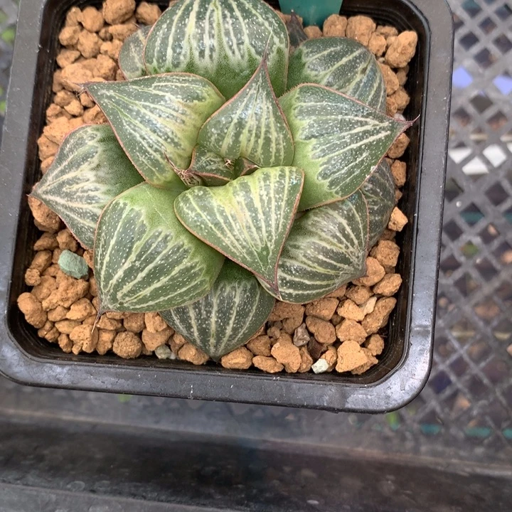 炸***乐Logo青蟹带盆土发货