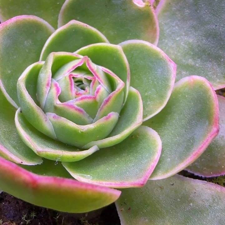 单头6厘米1242424575424242