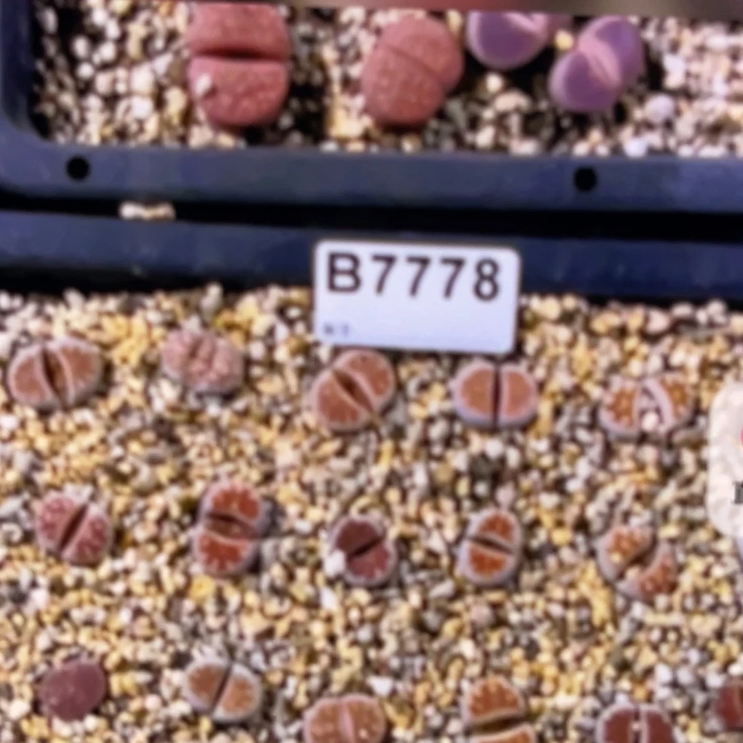 7778福利筐1专拍不售后