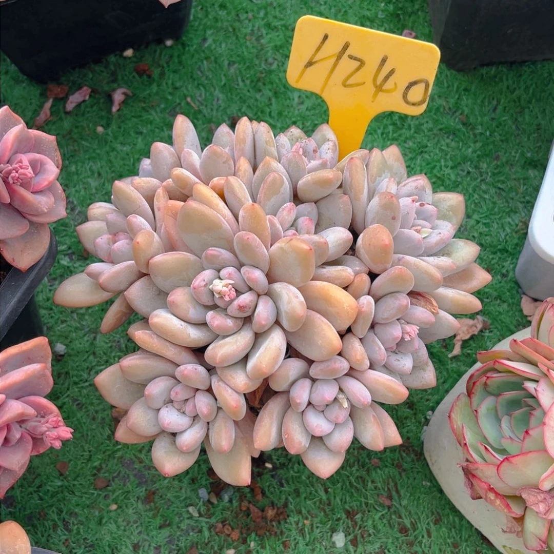 花***带240dghnnnmkmmmn