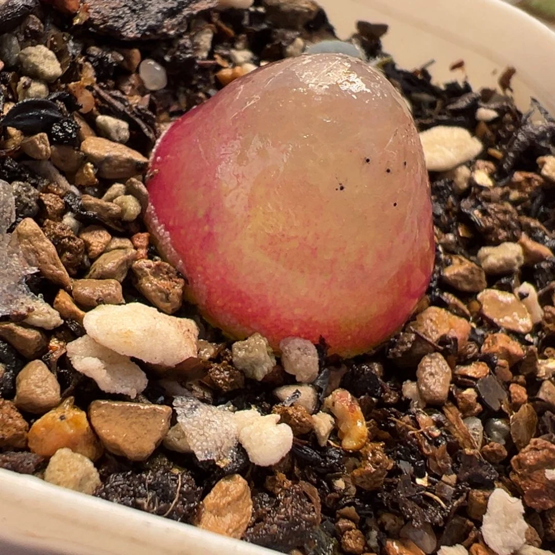 018多肉植物种类分布