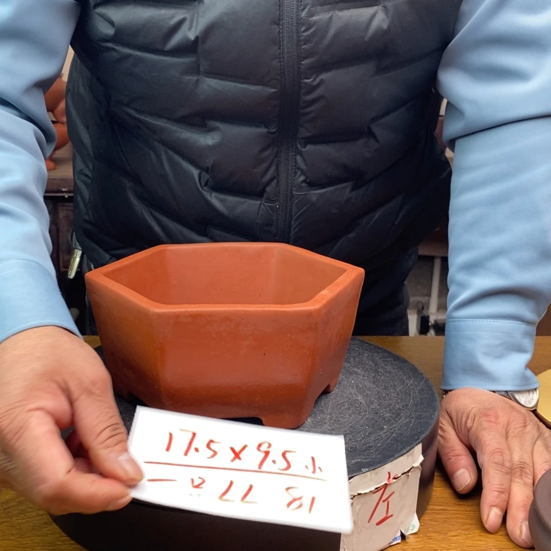 红陶货号一只LL81小