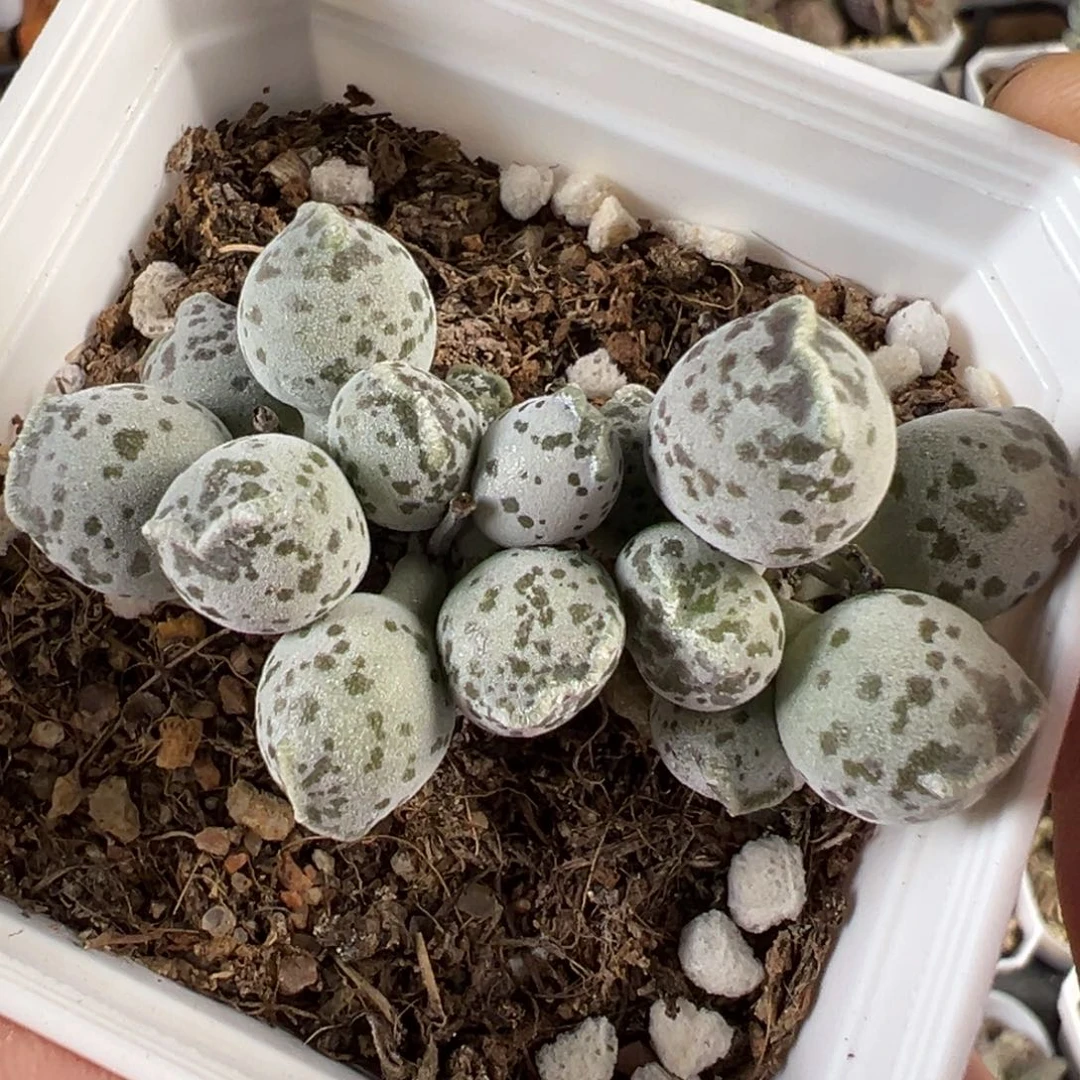 达摩海豹多肉植物水泡