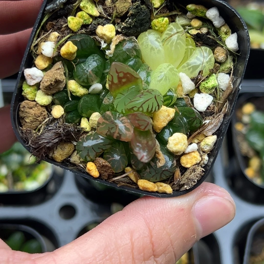 131红太阳玉露锦一物一拍