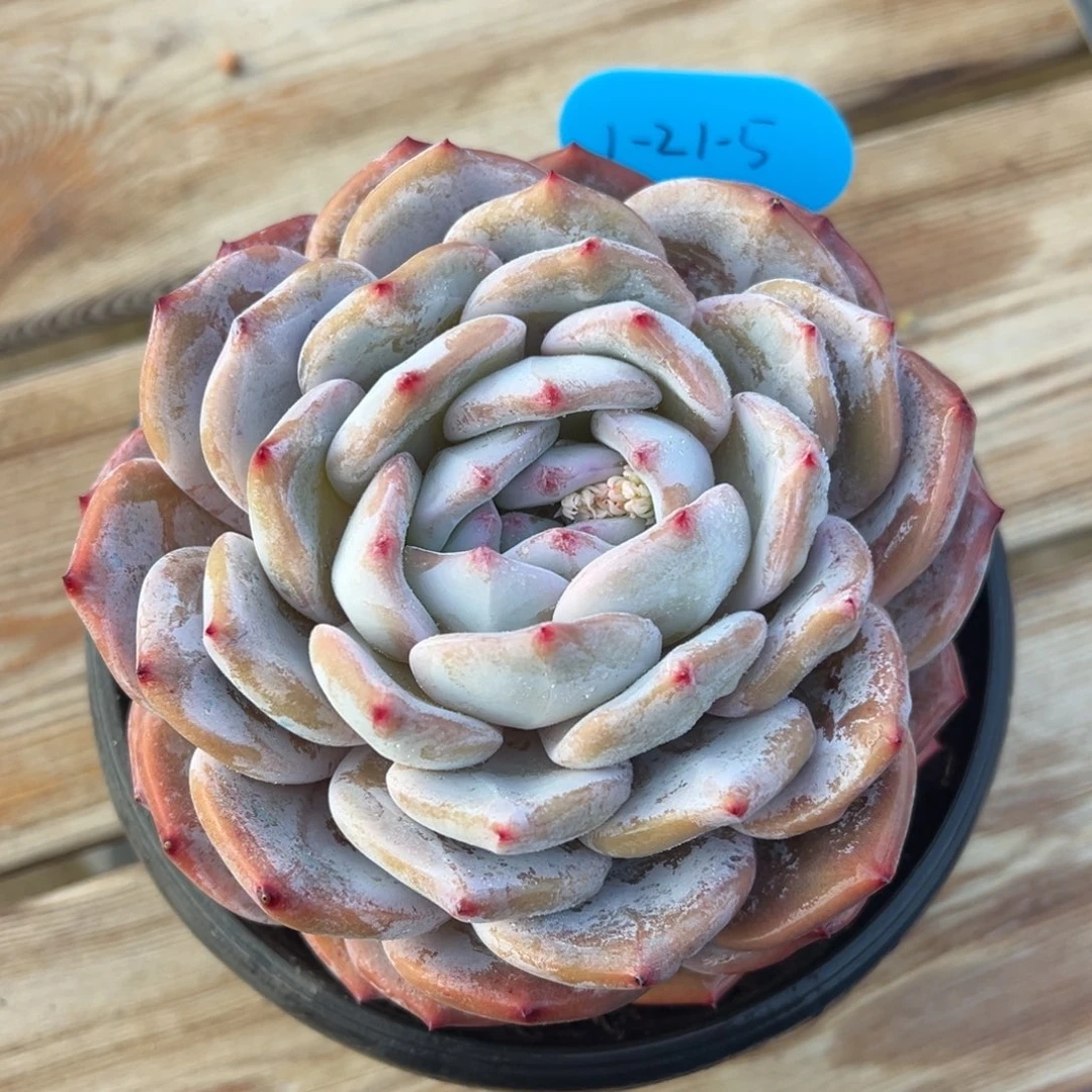 1-21-5蜜橙多肉植物