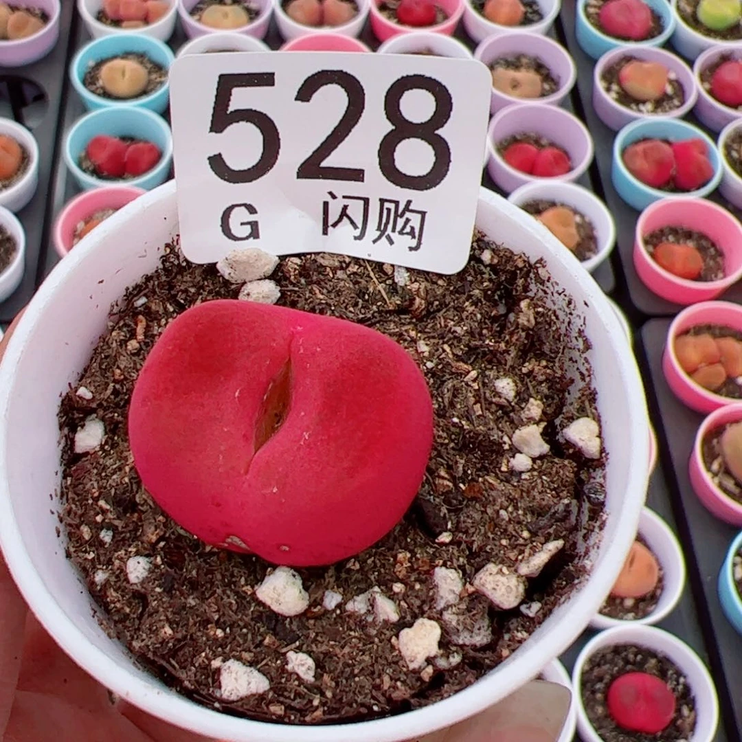 无花朵用****4我很喜欢这个G528