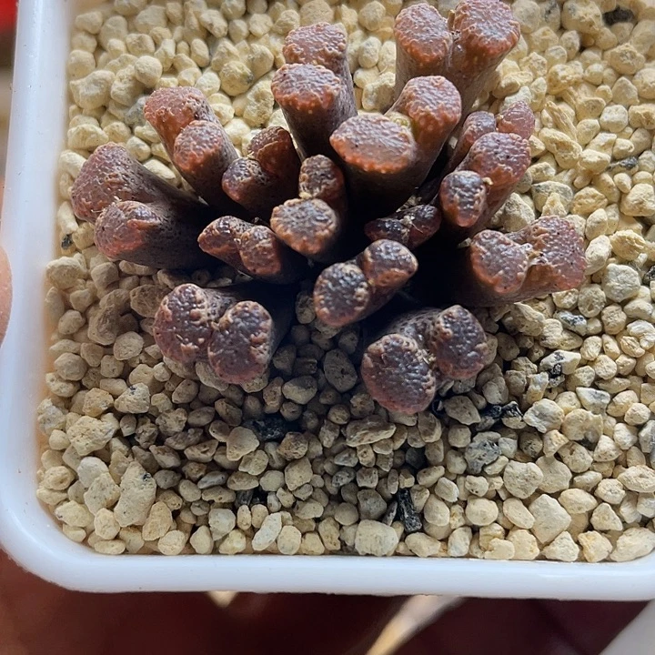 佳人园艺多肉生石花泡泡勋章180