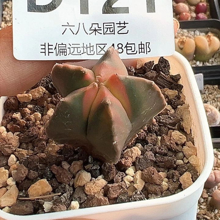 特价实生鸾凤玉錦多肉