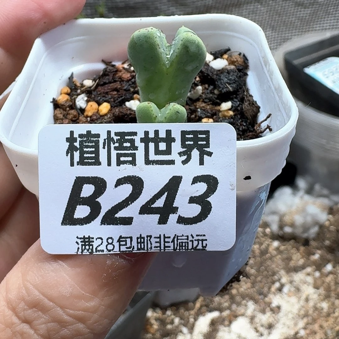 多肉植物的润泽我风格v吧