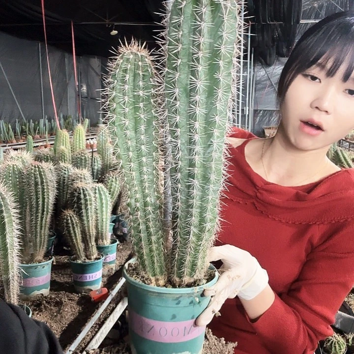 双头幸福柱41cm11111