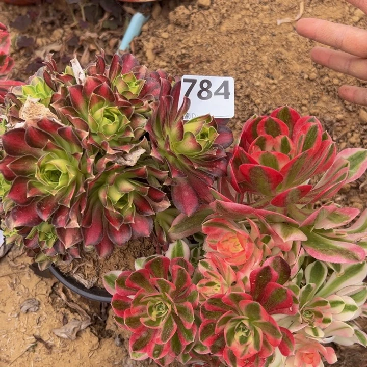 砍头组合多肉瑕疵784