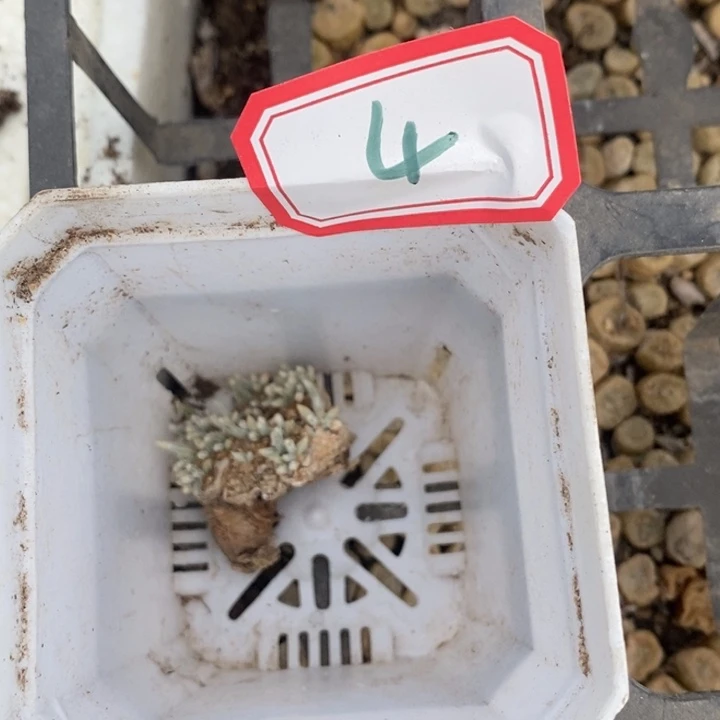 名*宝6656686868989988